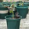 50 Pcs/pack Plants Fertilizer Basket for Flower Pot Osmocote Bonsai Orchid