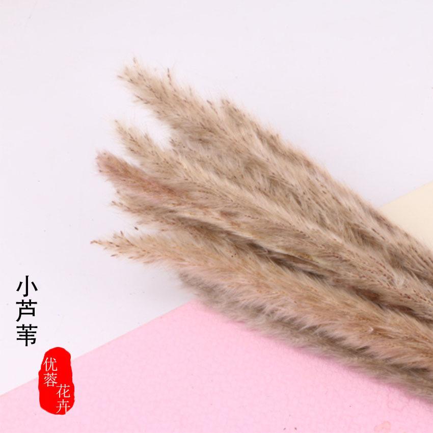 

Юньнаньский сухоцвет, маленький тростниковый букет, настоящий цветок, панда, тростниковый декор, украшение для дома, ваза, цветочная композиция, сухоцвет, маленький тростниковый букет