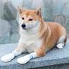 20pcs Pet Dog Disposable Shoe Covers Dog Outdoor Anti Dirt Foot Covers Walking Dog Socks Waterproof Anti Slip Shoes Pet Supplies
