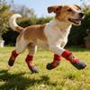 Giyim ve ayakkabı – Köpek ayakkabıları