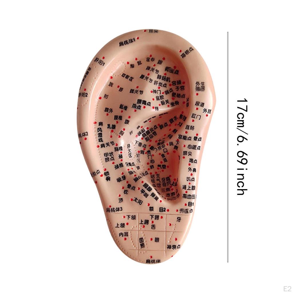 Human Ear Acupoint Auricular Model Highly Simulated Practice Teaching Aid for Learning