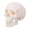 Skull Display Model 1Celsius2 Human Skull Model Teaching Educational Tool for Students Artists