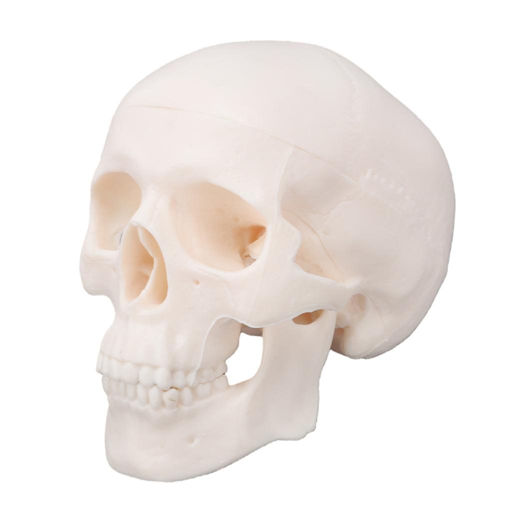 Skull Display Model 1Celsius2 Human Skull Model Teaching Educational Tool for Students Artists