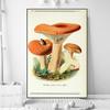 Vintage Mushroom Specimen Canvas Painting Antique Wall Art Herbal Pictures Science Posters and Prints Home Office Decor Cuadros