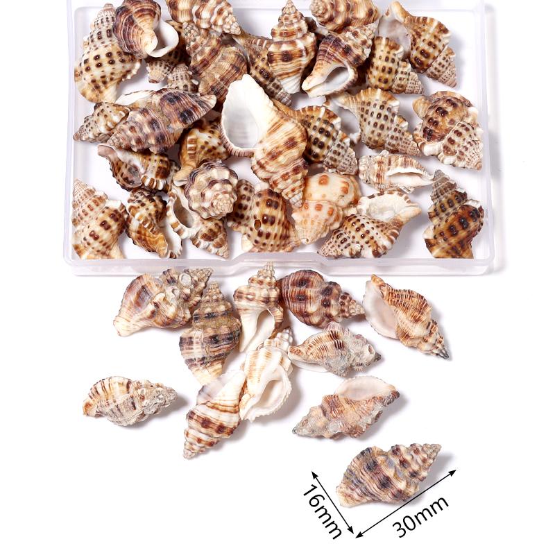 1 Box Sea Shell Spiral Shell Tiny Ocean Spiral Seashell Conch Crafts Aquarium Decoration Landscaping Accessory Photography Props