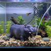 Pneumatic Hippo Oxygen Pump Efficient Realistic Aquarium Hippo Ornament Air Pump Aerator Fish Tank Filter Aquariums