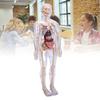 Clear Human Body Skeleton Model Kit 3D Human   Structure Model Kit with Removable Organs for Kids