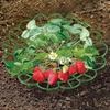 Strawberry Cradle Reusable Strawberry Support Trellis Planter Insert Strawberry Holder Avoid Ground Rot Gift for Home Gardeners