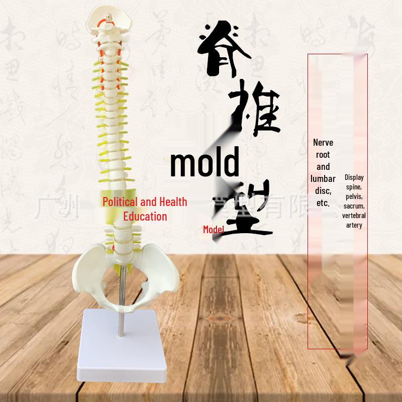 45cm Human Spine Model: Adult Orthopedic Vertebrae for Cervical & Lumbar Study 45CM