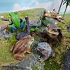 Childrens Wild Animal Pvc Collection With Realistic Tree Frog And Toad Figurines For Educational Play