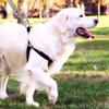 Cães – Colares e correias para cães