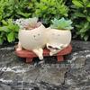 Garden Ornament Craft Flower Pot Multi-resin Home Reading Succulent Flower Pot Crafts Creative Meat