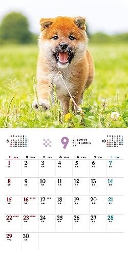 [S exkluzívnymi výhodami pre kupujúcich] Fukufuku Shibainu (Impress Kalendár 2024)