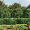 VidaXL Chain Link Fence with Flange, Decorative Fence Panel, Mesh Fence, Protective Barrier 153949