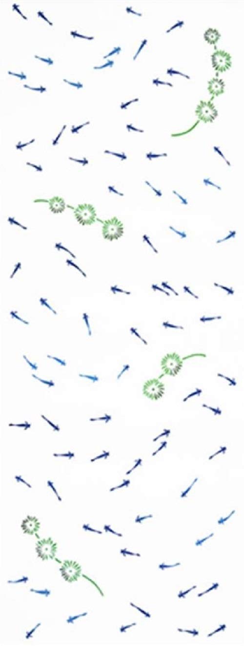 

Todaya Shoten Tenugui Hand Medaka 37 x 98 cm Niwaen-zome (Japanese Towel), Design, 948, Approx.