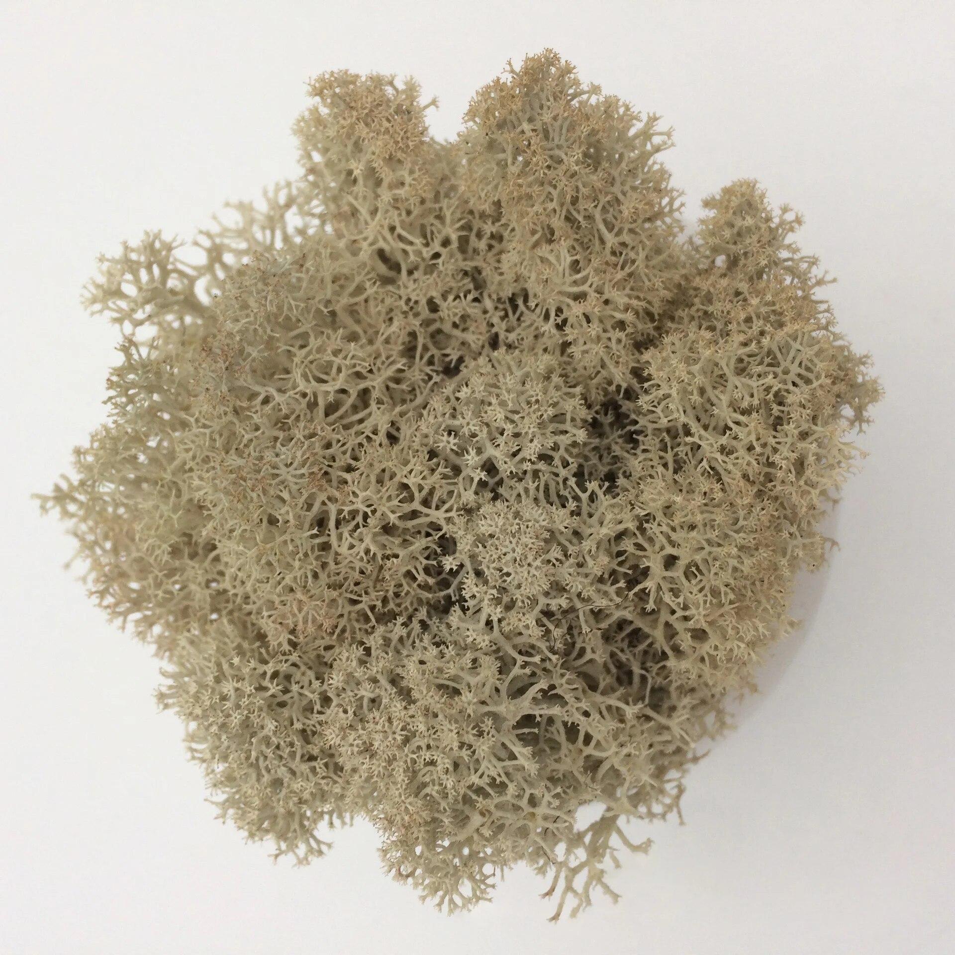 

Искусственные растения своими руками, консервированный мох, имитация поддельных растений, декор для сада, ландшафтный декор стен, украшения для дома, аксессуары, подарки 50g