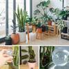 Irrigation Balls for Plants and Flowers 1 Piece