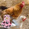 Easy to Clean Waterproof Chicken Saddle Breathable Washable Chicken Apron Elastic Poultry Protection Vest Poultry Protection