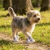 4PCS/SET Comfortable Pet Sandals Adjustable Dog Mesh Shoes Anti Slip Dog Shoes  All Seasons