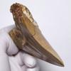 Stone Natural Fossil Megalodon From Indonesia Specimen [N2 Natural] (Carcharocles/Otodus Megalodon) - - (13 "One-of-a-kind" Teeth Approx. 122g,