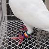 Pack Of 100 Pigeons Identification Rings In Various Color For Better Training Efficiency And Easy Distinction