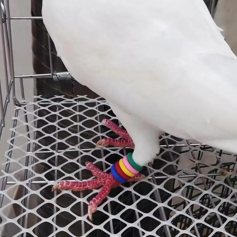 Pack Of 100 Pigeons Identification Rings In Various Color For Better Training Efficiency And Easy Distinction