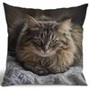 Sofa Pillow Pillowcase Skin-friendly Short Plush Cute Animal Cat Pillow Cover Living Room Cushion Cover Without Core