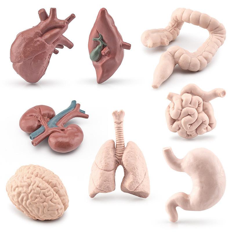 Toys 8Pcs Simulation Human Torso Body Organ Miniature Anatomy Organs Scale Ratio Model Brain Heart Figurines Children Montessori Cognitive