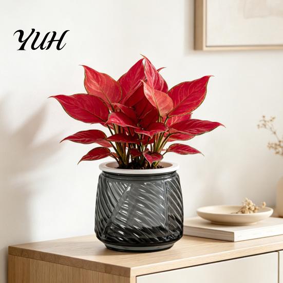 Deep Soil Planting Basin Self Watering Planter with Wick Rope for Indoor Plants, Double Layer Modern Decorative Flower Container Transparent