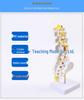 Natural Lumbar Vertebrae with Coccyx Model - Teaching Tool