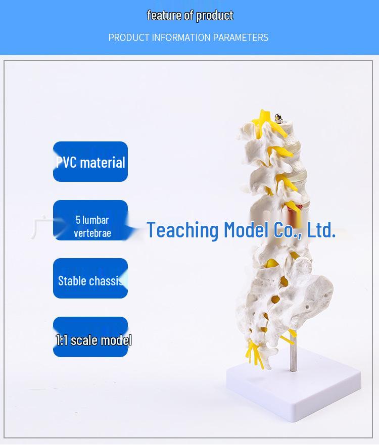 Natural Lumbar Vertebrae with Coccyx Model - Teaching Tool