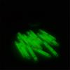 100Pcs 1.5" Green Mini Glow Sticks For Parties/Night Golfing/Fishing Light Stick