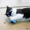 Interactive Cat Birds Toy for Indoor Cute Cat Toy with Realistic Bird Sounds Toy