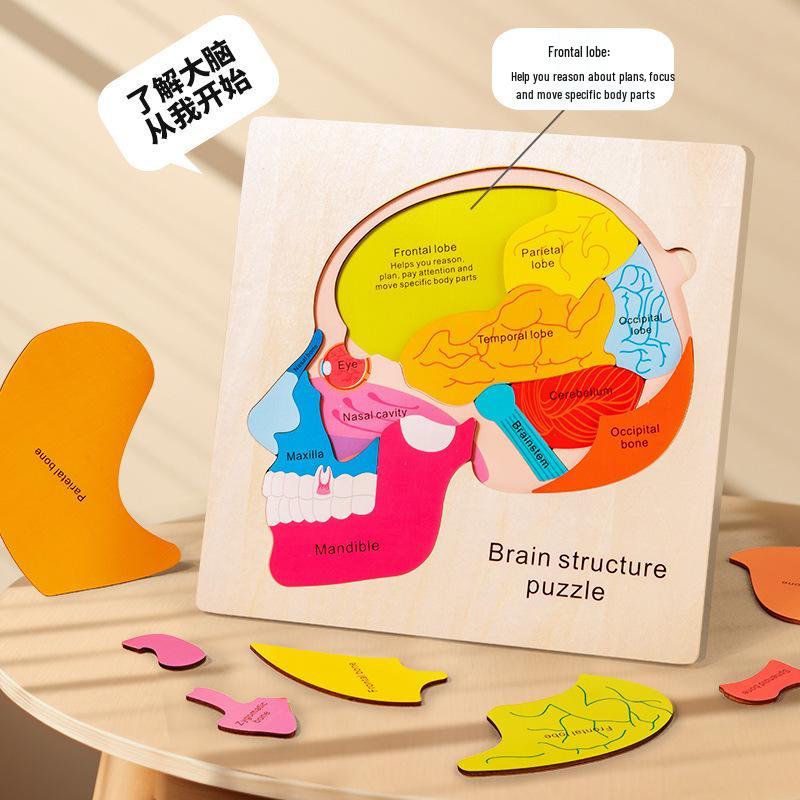 Early Childhood Educational Wooden Puzzle: Multi-layer Body, Brain & Organ Development Toy
