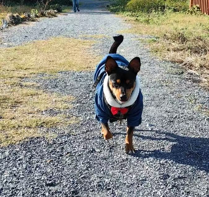 Hundekleidung Welpe Haustier Hundemantel Jacke Für Kleine Mittlere Hunde Warm Chihuahua Yorkies Kapuzenpullover Haustierkleidung mit Haken