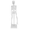 45 cm menschliches Skelettmodell, bewegliche Gliedmaßen, anatomisches Lehr- und Lernmodell, Wissenschaftsbedarf