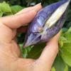 Natural conch shells, seashells, pink seashells, purple clams, fish tank aquarium landscaping, home decorations, photography props, large