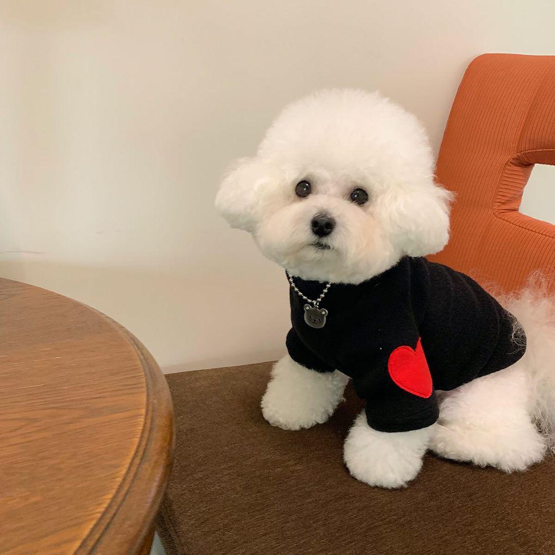 

Fleece-Lined Korean Style Sweatshirt for Cats, Dogs, and Small Breeds XS