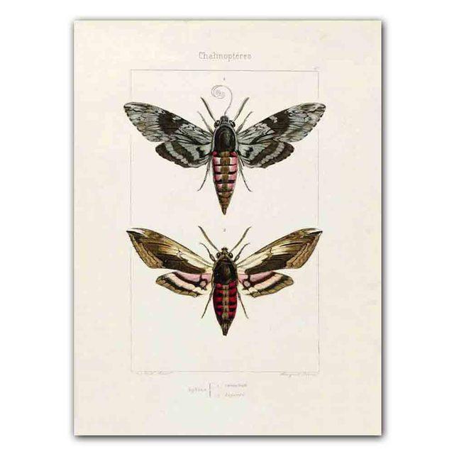 Nordic RETRO Art Canvas Painting Butterfly Insect Evolution Poster Living Room Corridor Wall Painting Home Decoration Mural No Frame