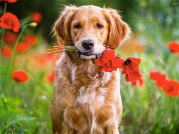 5d Diy Diamond Painting Labrador Dog Room Decor Diamond Embroidery Animal Natural Scenery Mosaic Crystal Picture