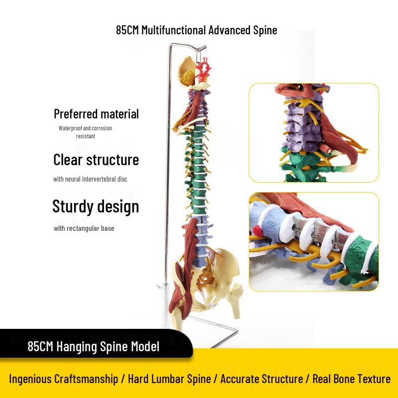 Adult 1:1 Human Spine Model for Chiropractic Practice - Cervical, Lumbar, and Skeleton Display