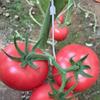 50pcs Plastic Plant Fixing Clips Tomato Support Clips Grape Rack Mesh Fasteners Gardening Agricultural Bundling Line Cages