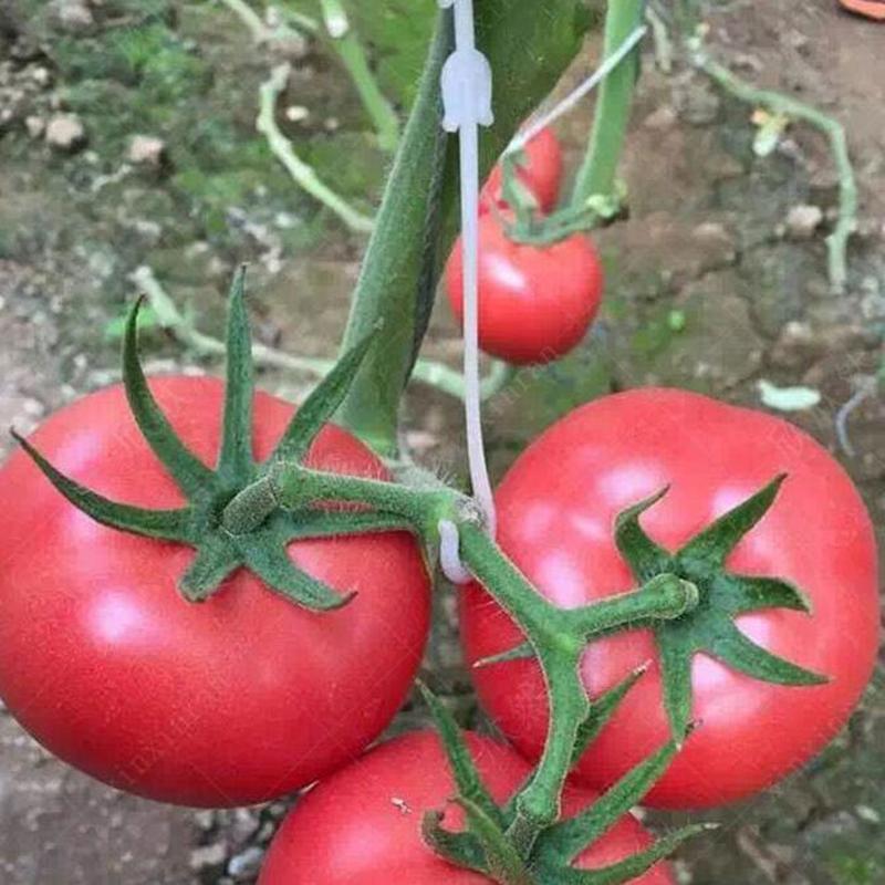 50pcs Plastic Plant Fixing Clips Tomato Support Clips Grape Rack Mesh Fasteners Gardening Agricultural Bundling Line Cages