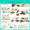 25 Piece Realistic Insect Growth Cycle Card Set Featuring Worm Ladybug Dragonfly Frog Snail Models