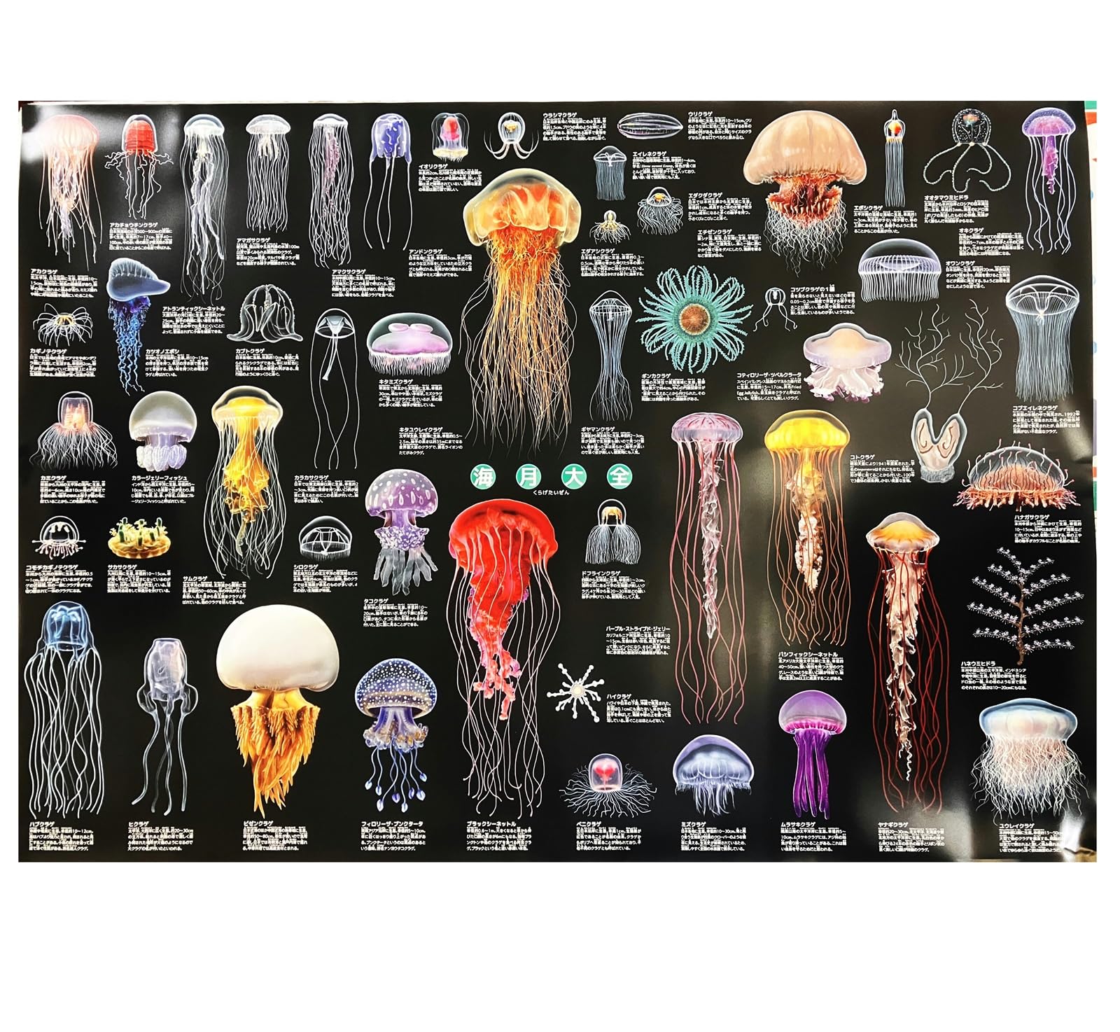 

Jellyfish Poster, Extra Large, Jellyfish Encyclopedia, Bath Poster, Jellyfish Encyclopedia, A1 Size, ki-090-i