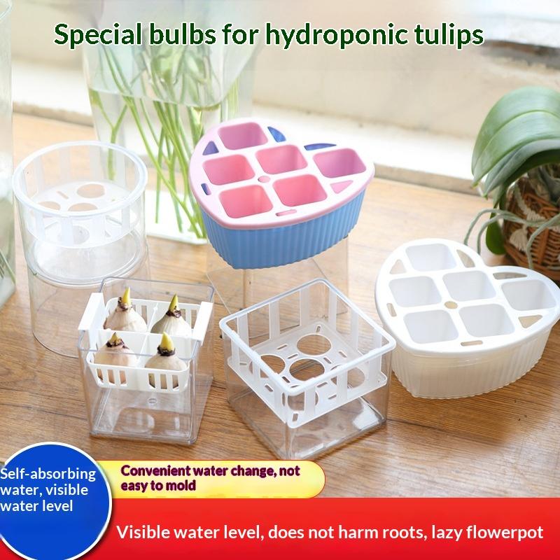 Tulpen-Anzuchtset Acrylbecken Wurzelkontrolle Stark Stabil 4 5-Loch-Korb Zwiebelpflege Einfache Indoor-Dekoration Hydroponischer Pflanzer