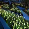 Crossled Outdoor Solar Dandelion Stake: Colorful Garden Atmosphere Light