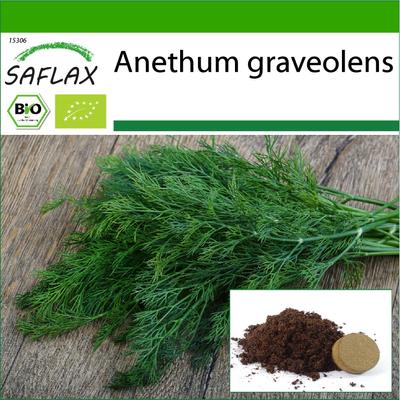 Organic - Dill - 700 Seeds - With Potting Substrate for Better Cultivation - Anethum Graveolens