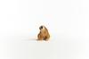 Schleich Wildlife Slow Loris 14852