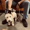 Hund-Abschlusskappen- und Fliege-Set mit gelben Quasten für Haustierfeiern Sicheres Design
